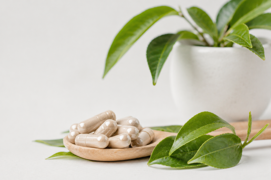 White green tea extract capsules beside fresh tea leaves and a potted Camellia sinensis plant.