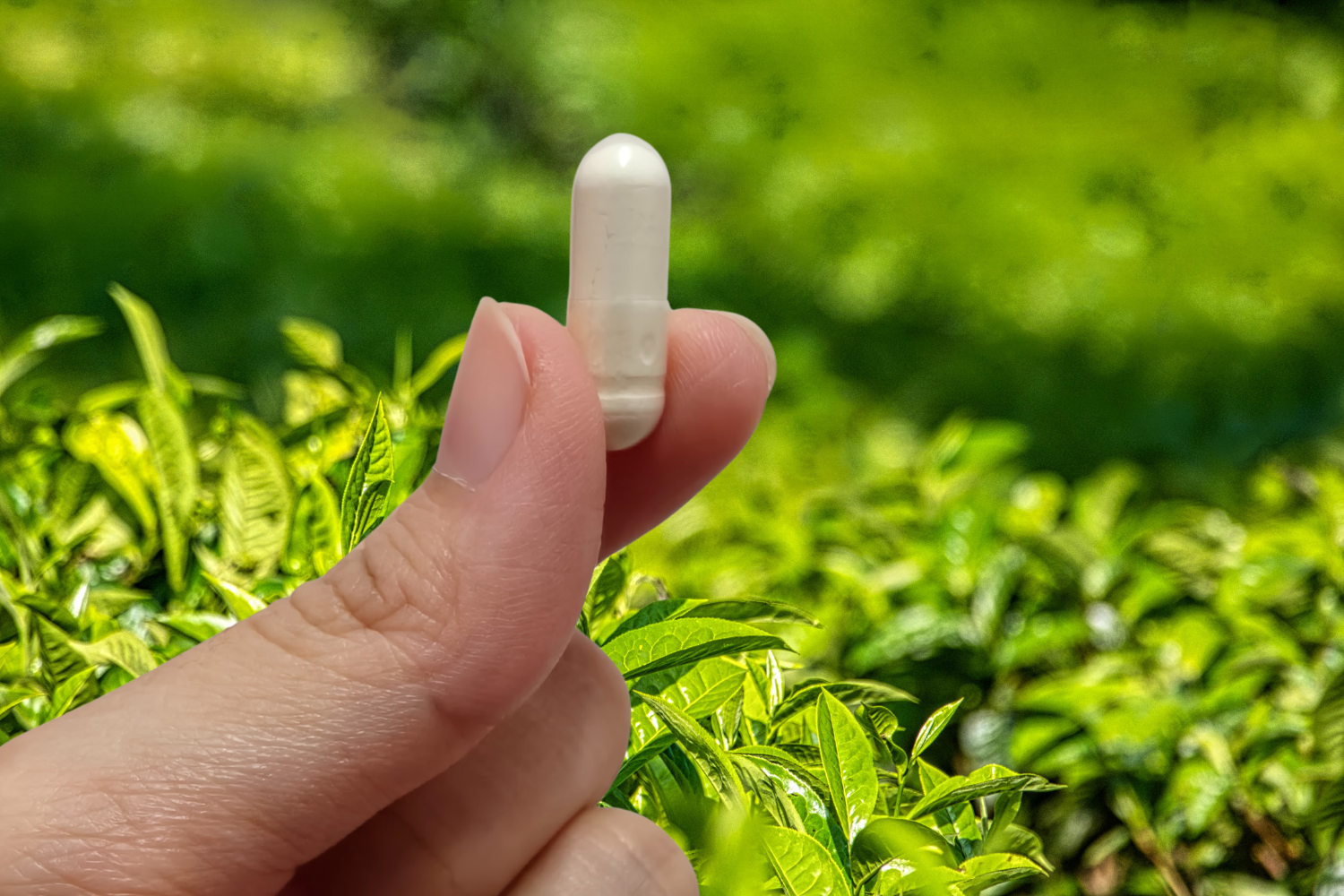 Hand holding a white green tea supplement capsule above fresh tea leaves.